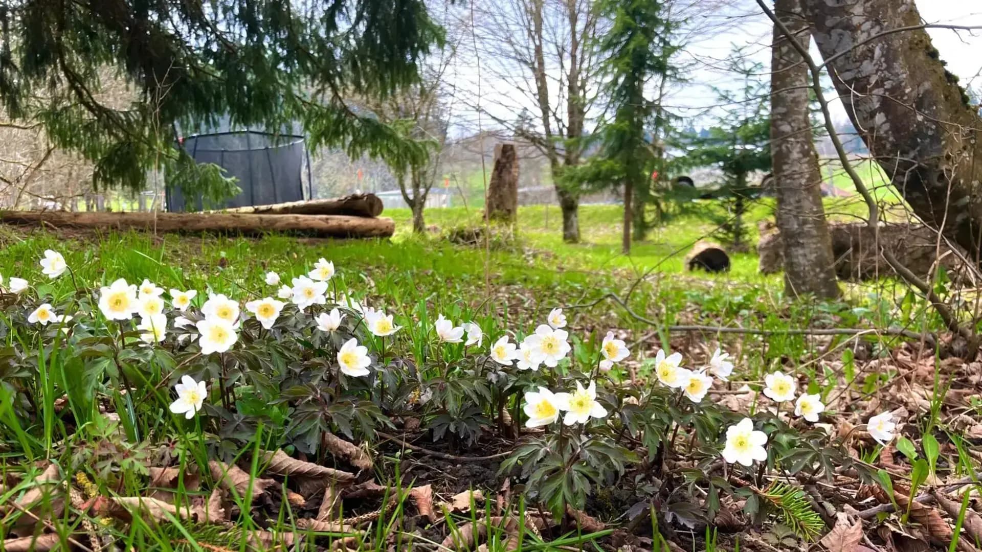 Image saison summer
